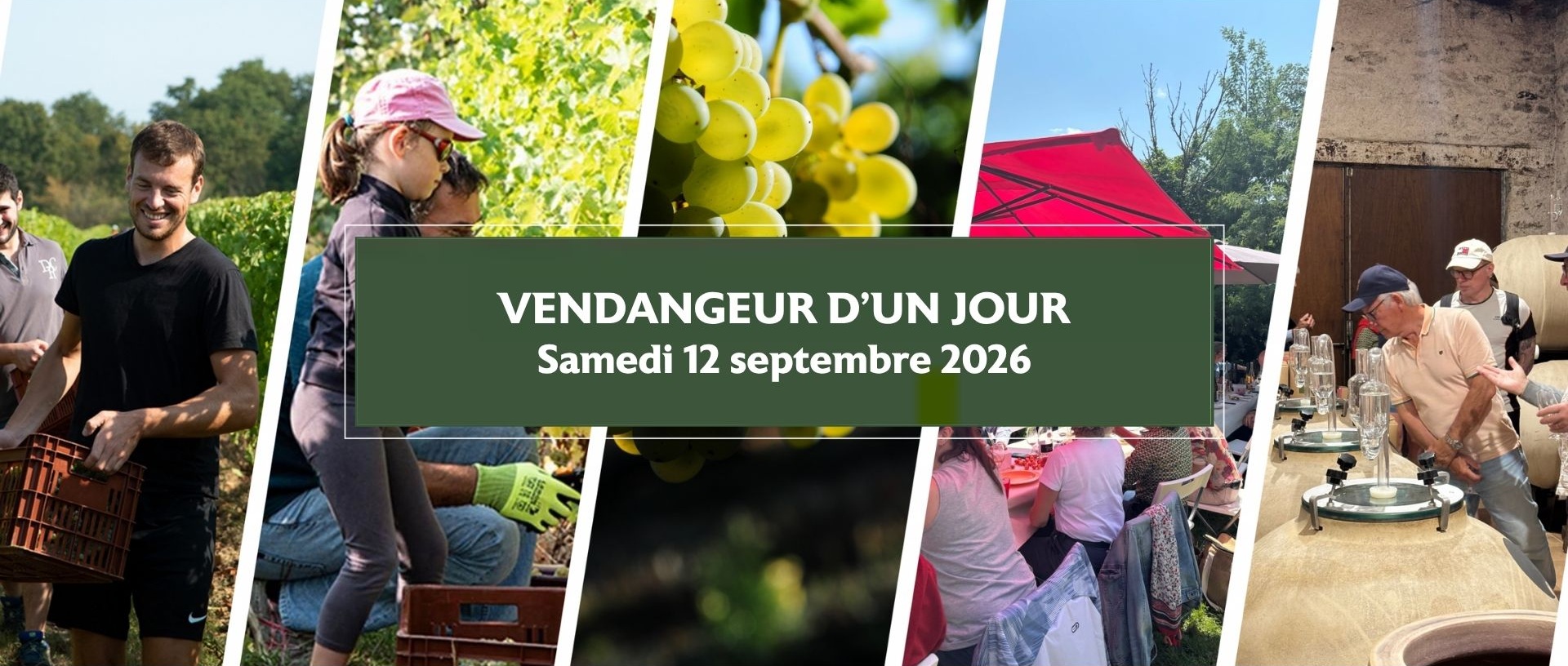Vendangeur 1J